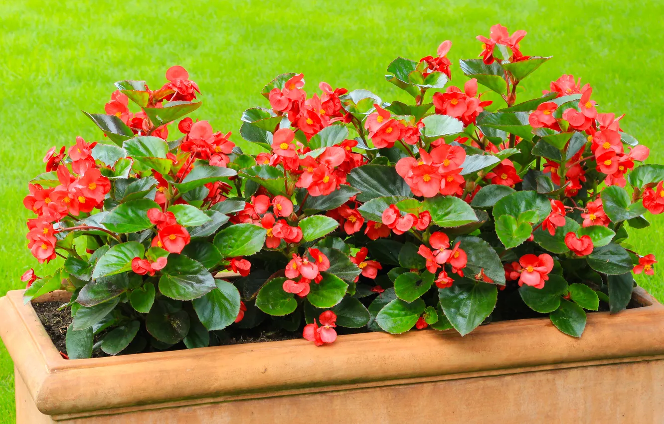 Photo wallpaper red, flower, blooming