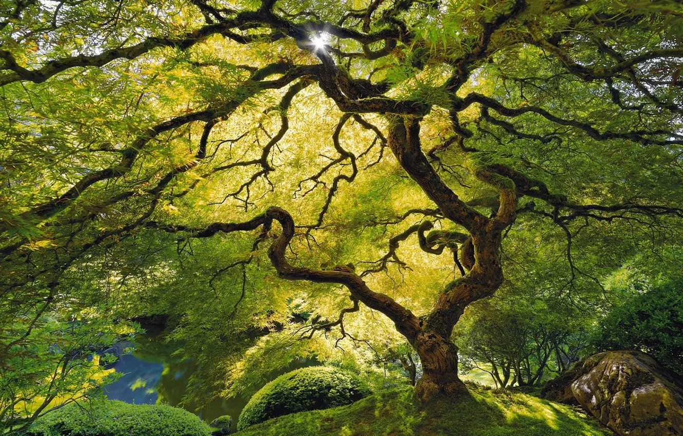 Photo wallpaper green, jungle, tree