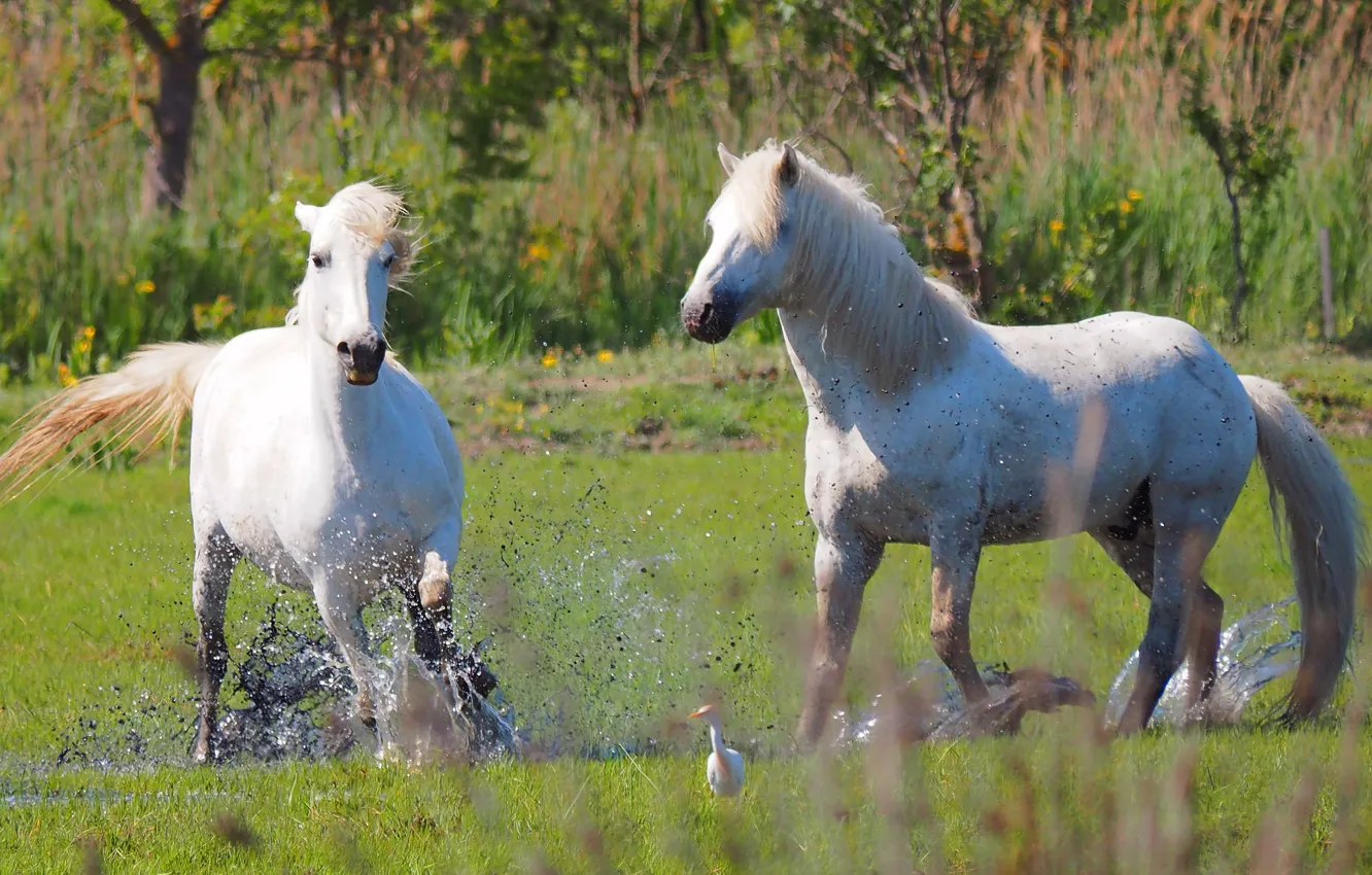 Photo wallpaper horses, horse, pair, white, friends, two, sports