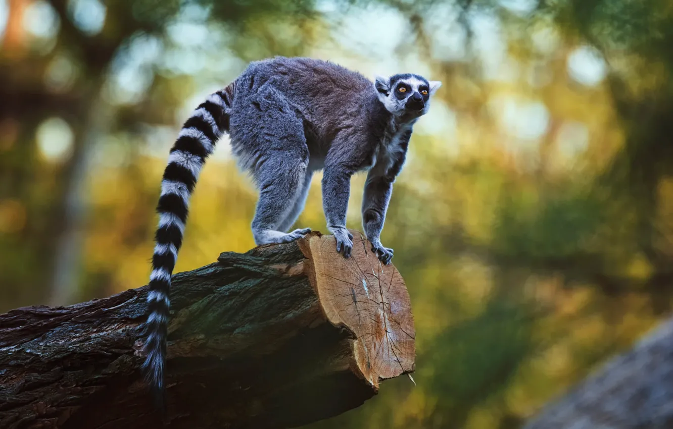 Photo wallpaper greens, forest, look, face, nature, pose, glare, paws