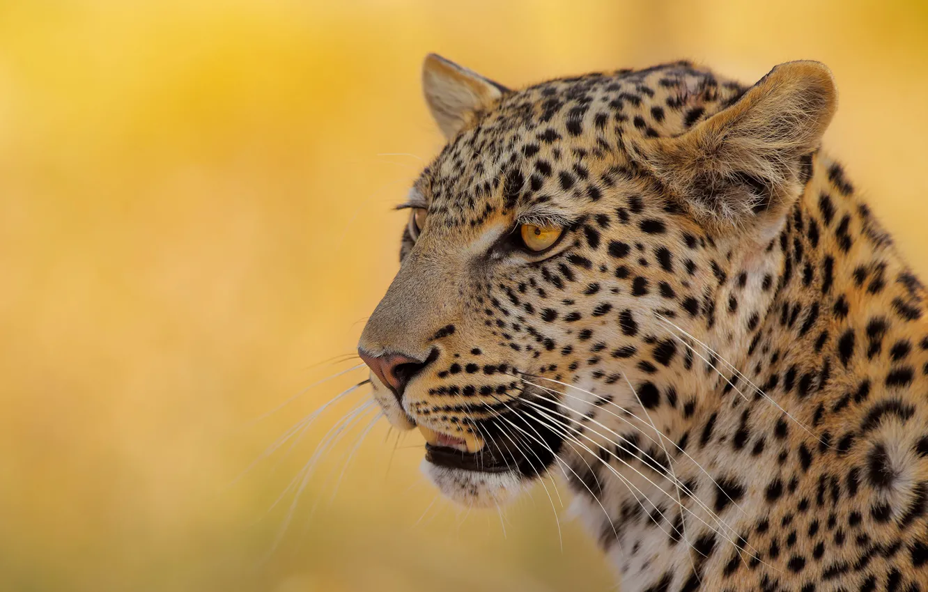Photo wallpaper face, background, portrait, leopard, wild cat