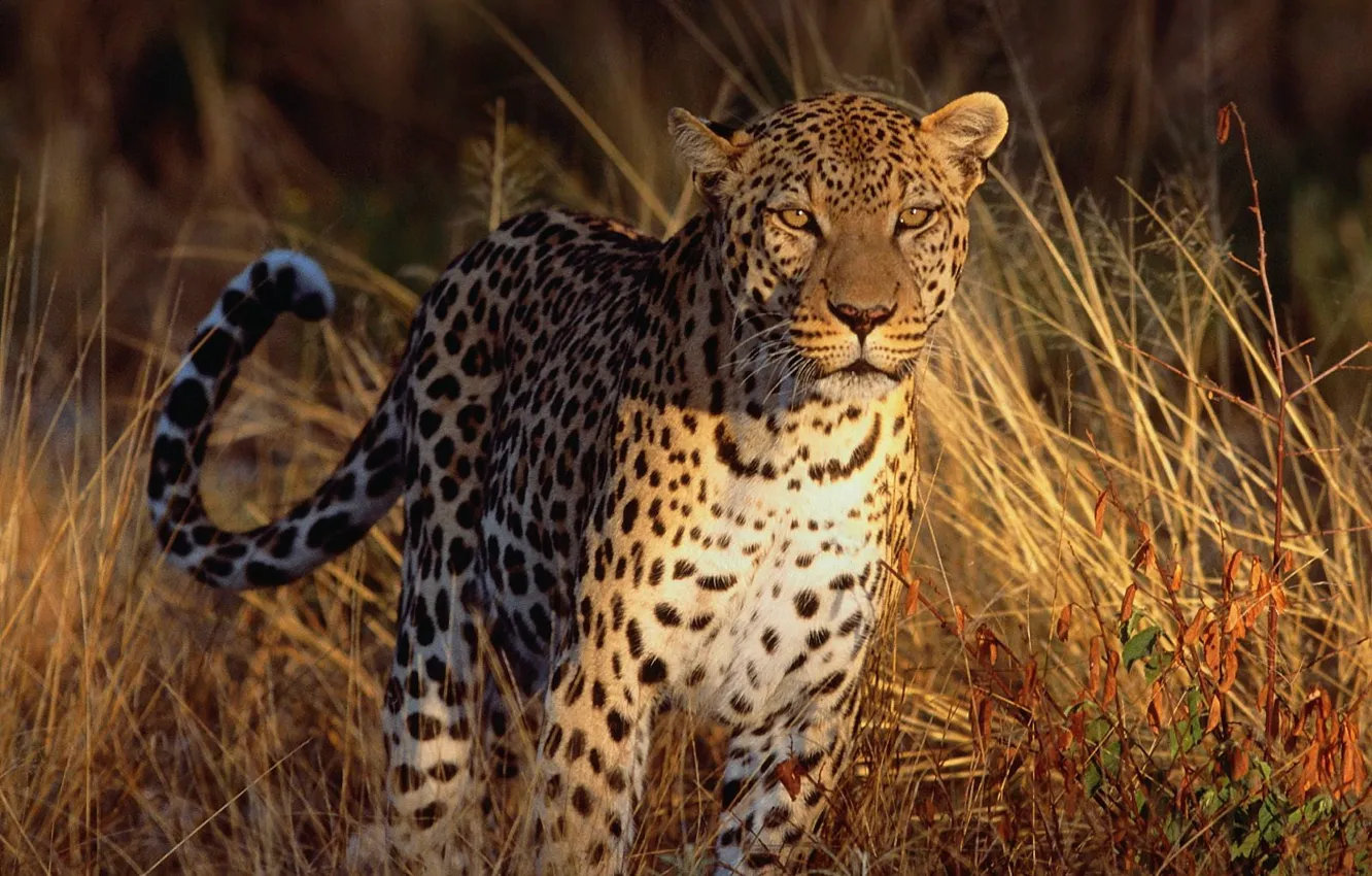 Photo wallpaper grass, look, Leopard