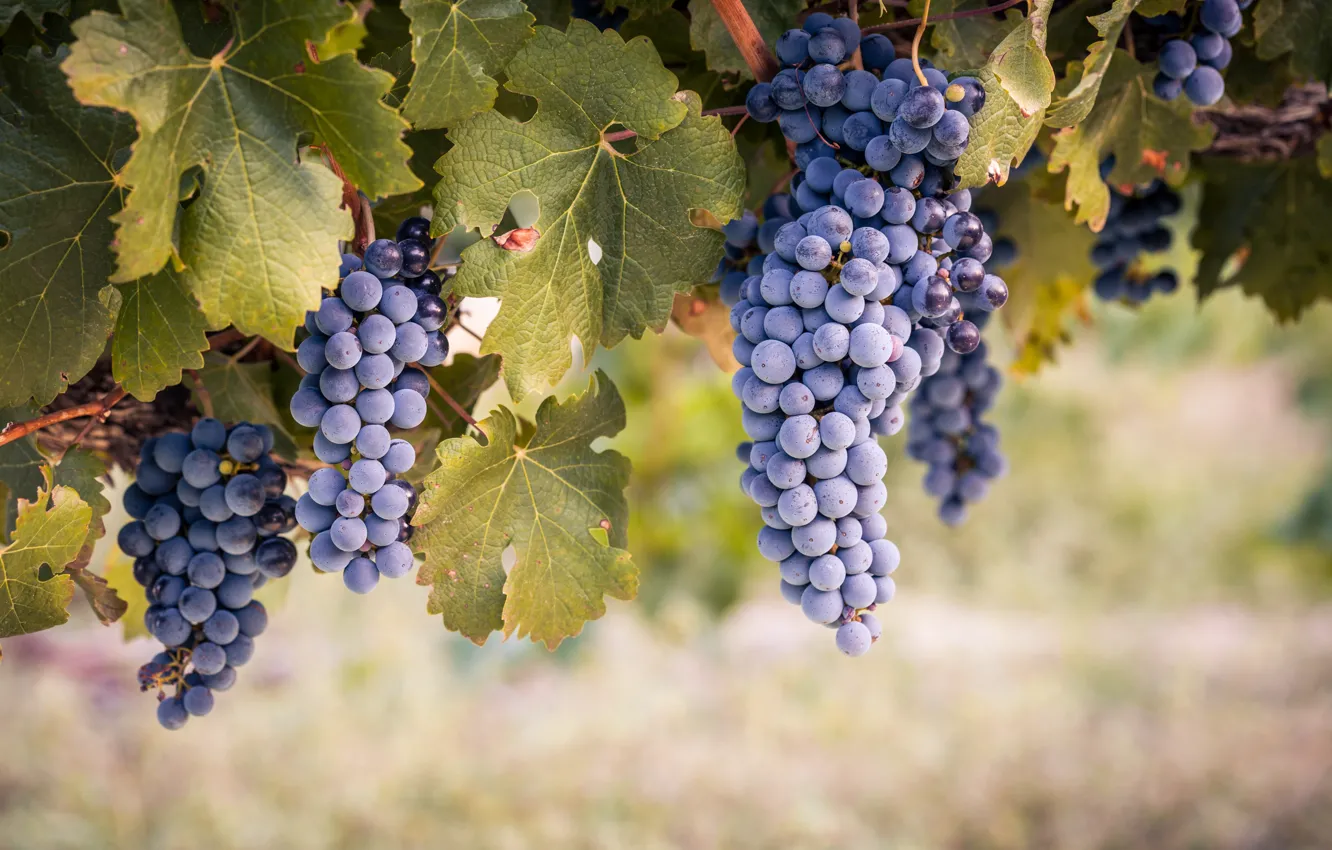 Photo wallpaper leaves, nature, grapes, vineyard, bunches of grapes