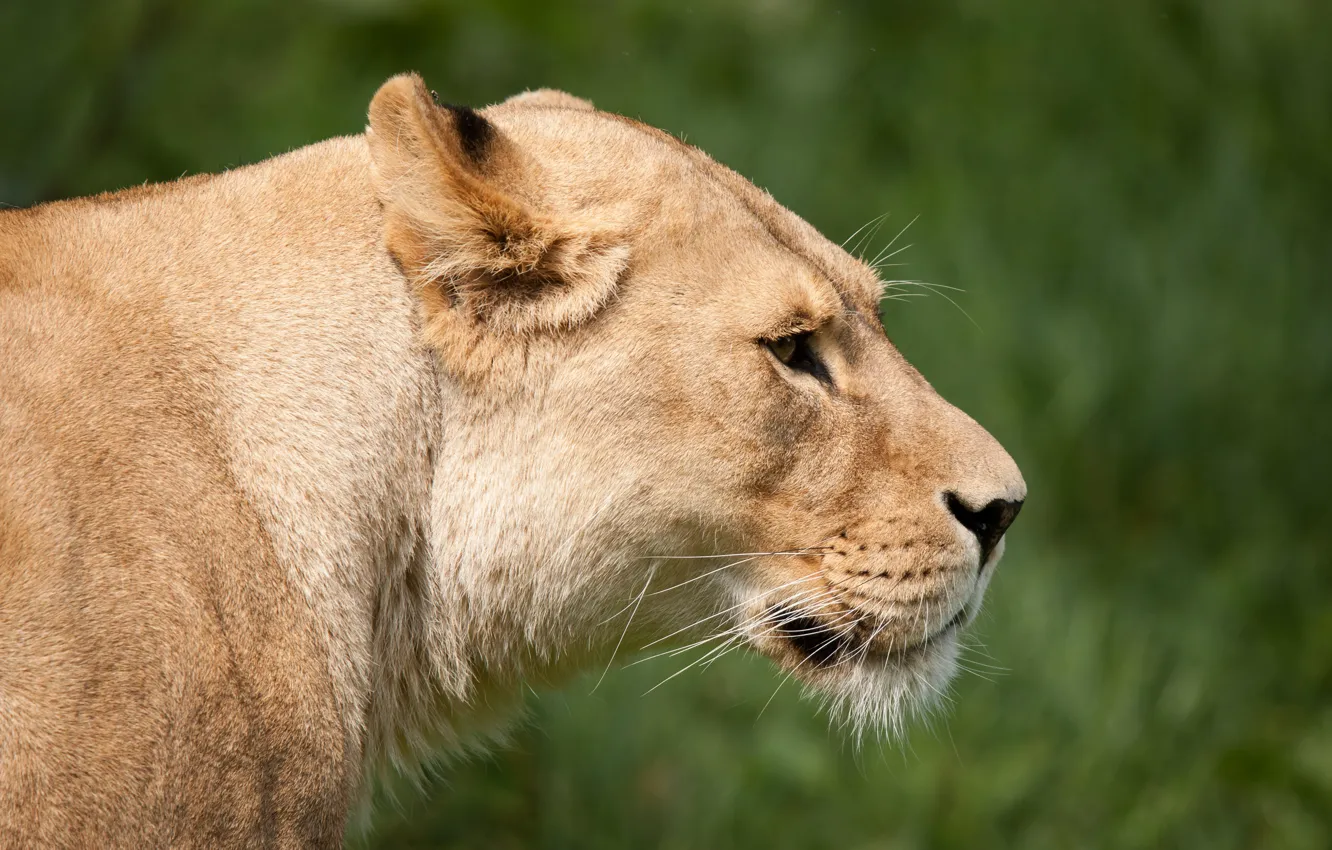 Photo wallpaper cat, face, profile, lioness