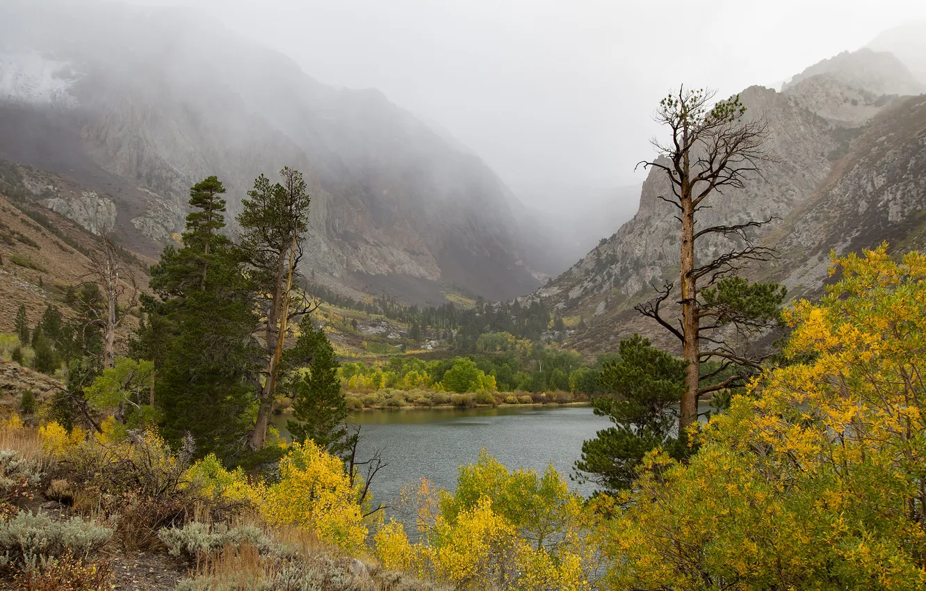 Photo wallpaper autumn, forest, mountains, branches, fog, lake, shore, tops