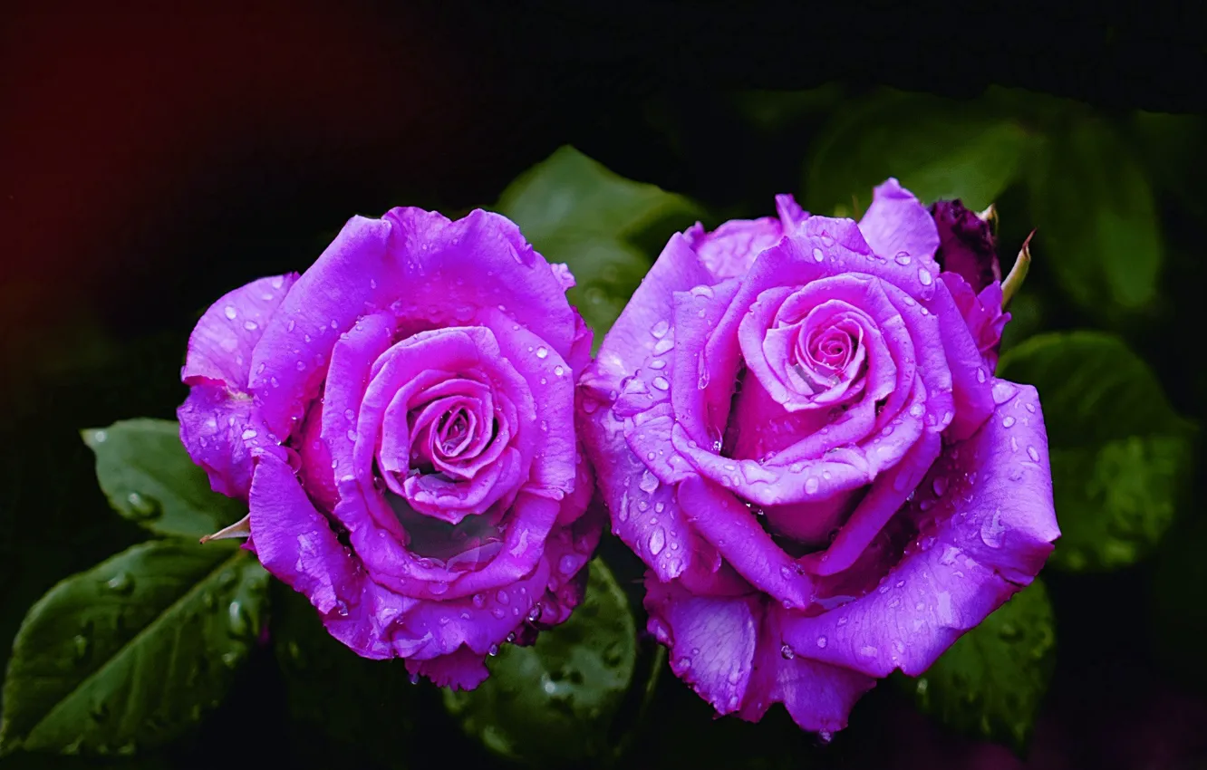 Photo wallpaper roses, pair, purple