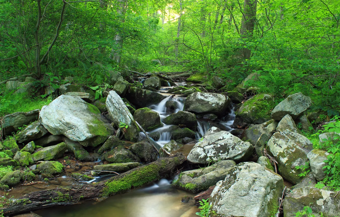 Photo wallpaper forest, trees, nature, stream, stones, moss
