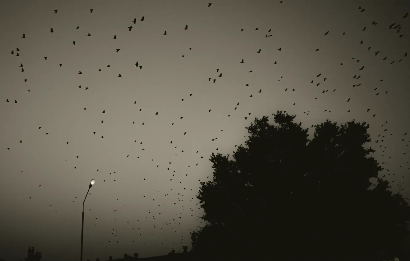 Photo wallpaper nature, bird, the evening