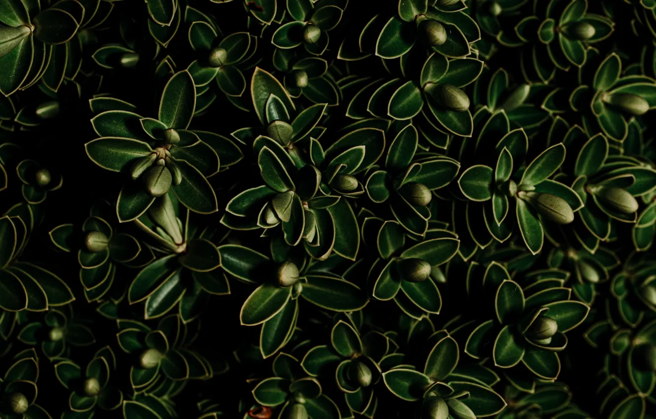 Photo wallpaper greens, leaves, background, plants
