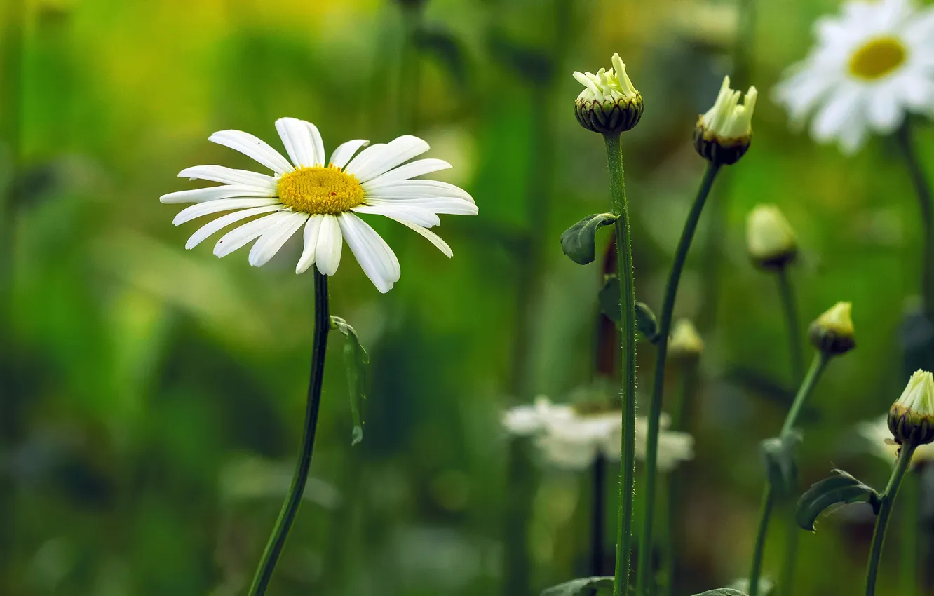 Photo wallpaper summer, chamomile, field