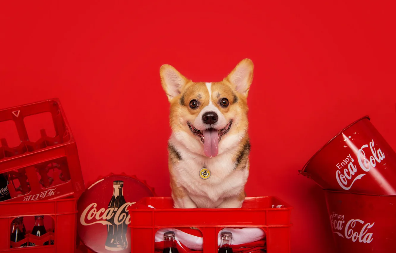 Photo wallpaper language, look, pose, bee, the inscription, bottle, dog, mouth