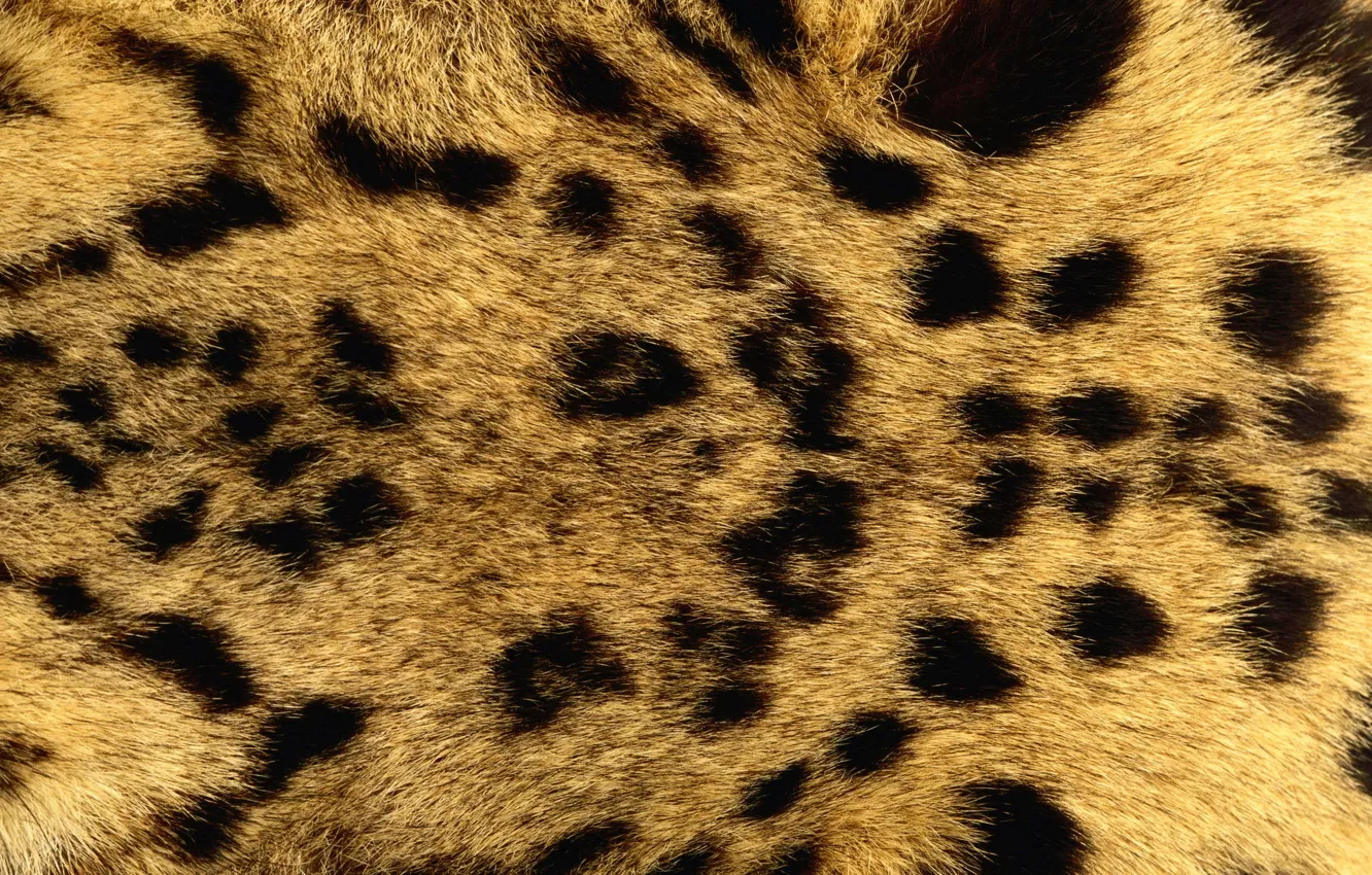 Photo wallpaper texture, fur, animal texture, the background on the desktop