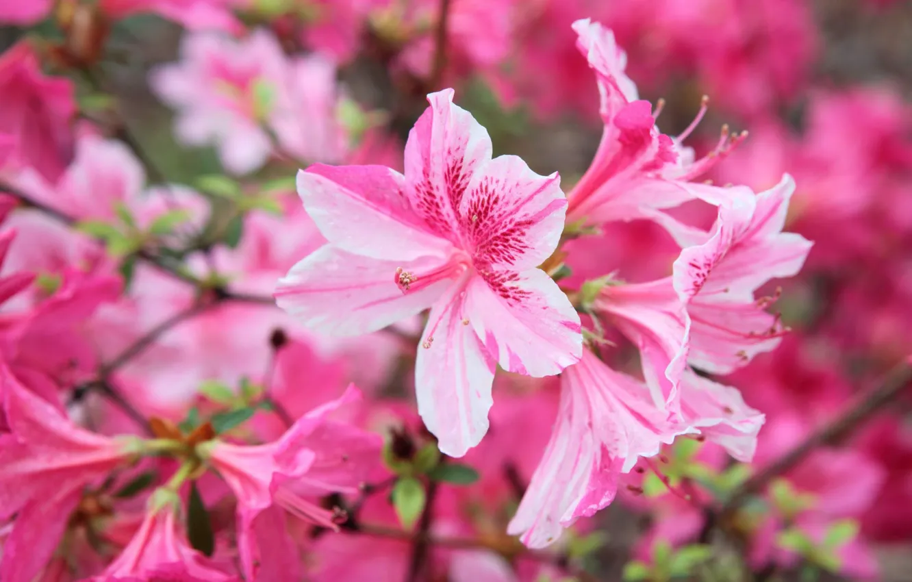 Photo wallpaper macro, flowers, pink, Azalea, rhododendrons