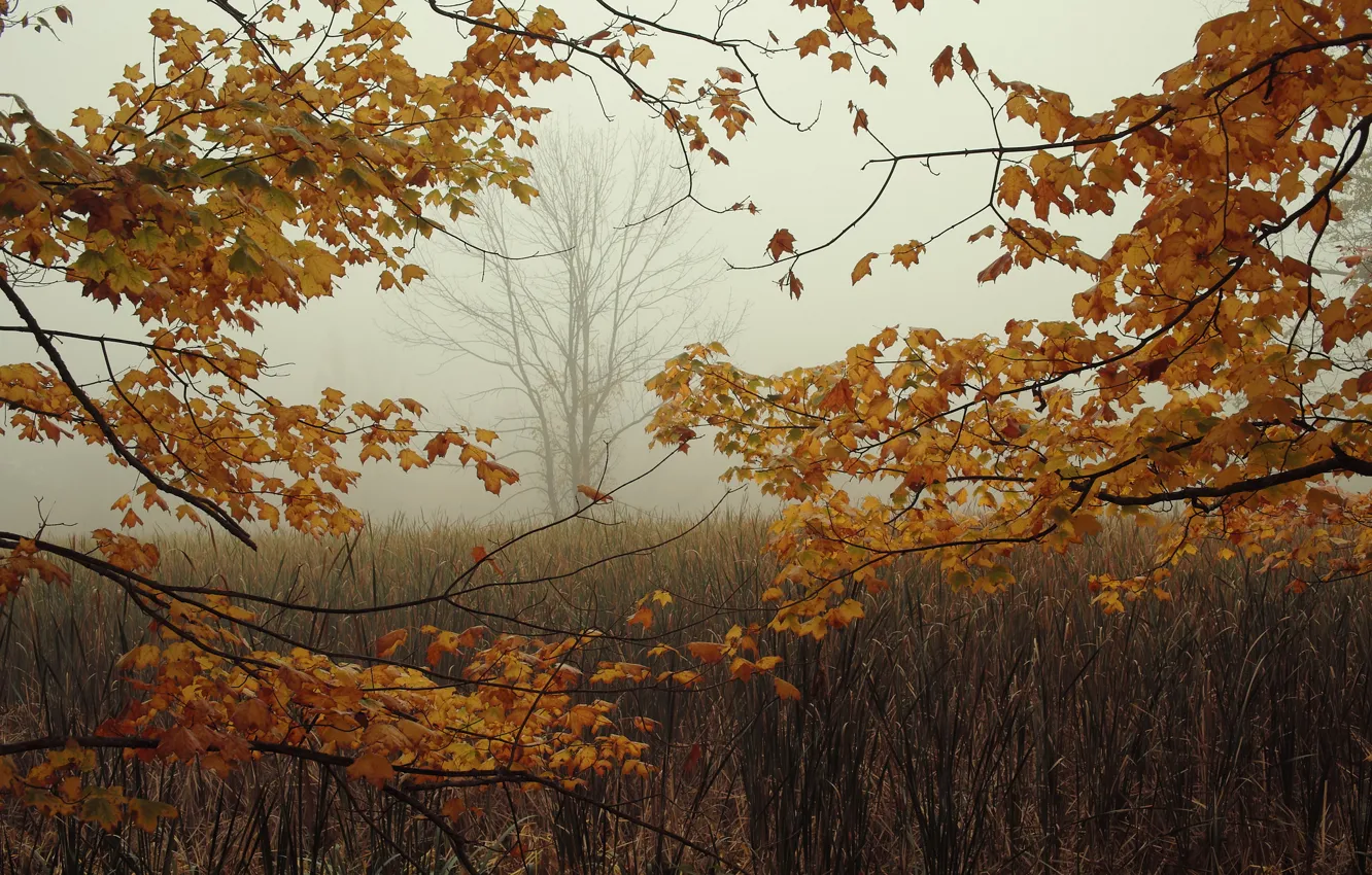 Photo wallpaper autumn, leaves, branches, fog, tree
