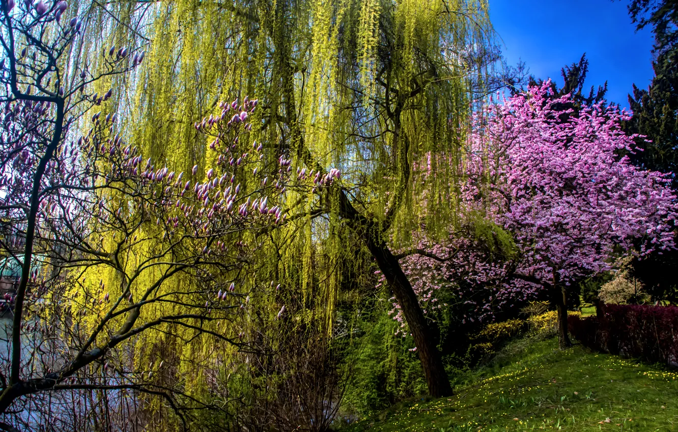 Photo wallpaper grass, trees, pond, spring, garden, blooming