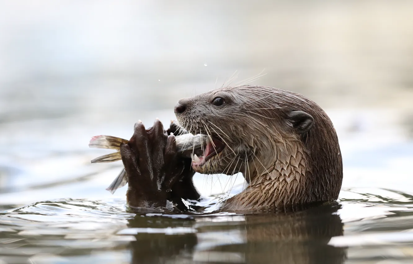 Photo wallpaper water, fish, otter