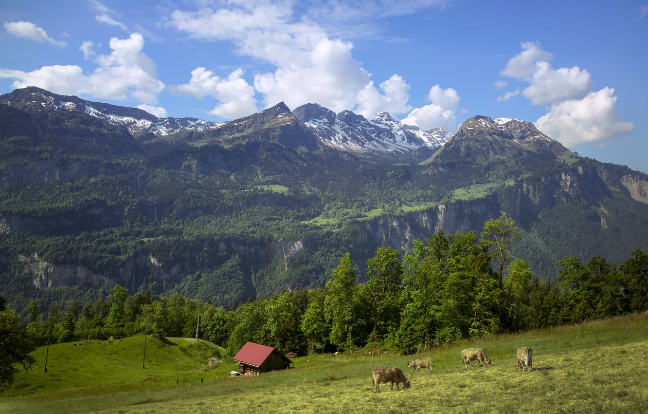 Photo wallpaper greens, field, forest, summer, the sky, clouds, trees, mountains