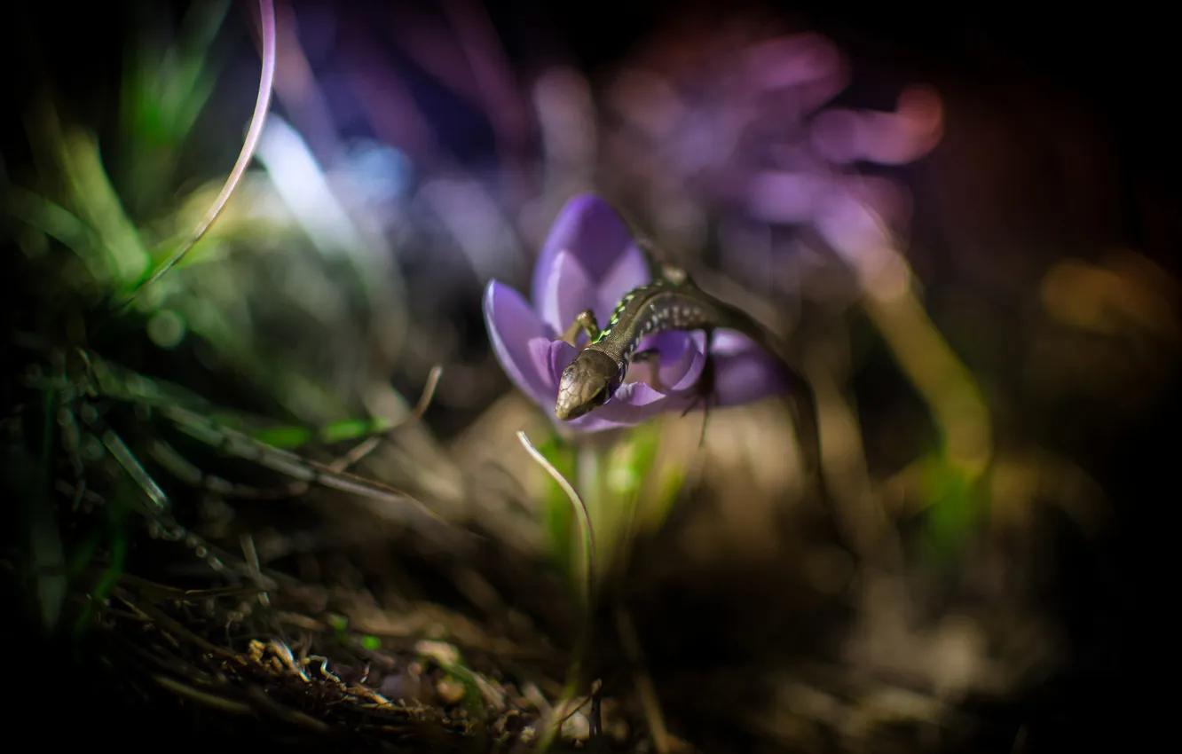 Photo wallpaper grass, flowers, lizard, crocuses