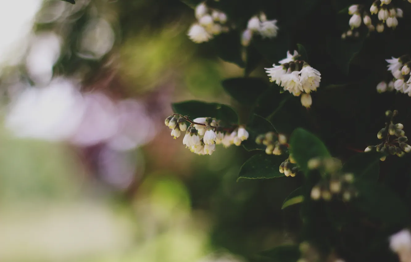 Photo wallpaper flowers, petals, white