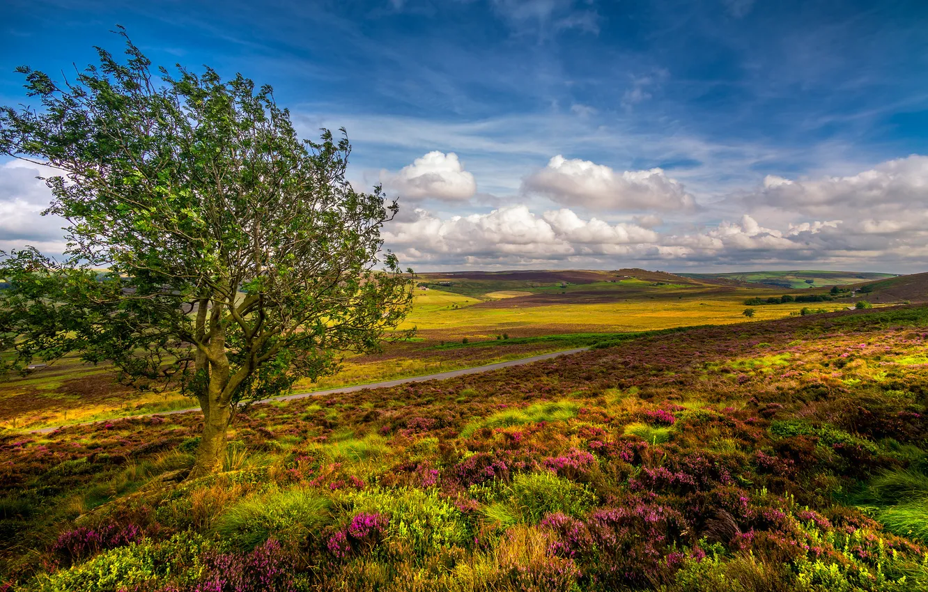 Photo wallpaper road, field, the sky, clouds, trees, valley, horizon