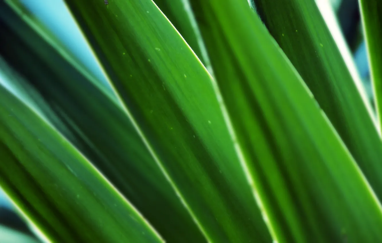Photo wallpaper macro, photo, leaf, plant, green leaf, stems, green macro, background pictures
