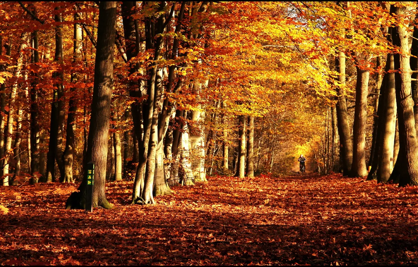Photo wallpaper autumn, trees, nature, Park