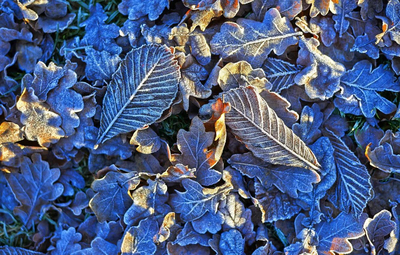 Photo wallpaper frost, leaves, light, nature, frost, crystals