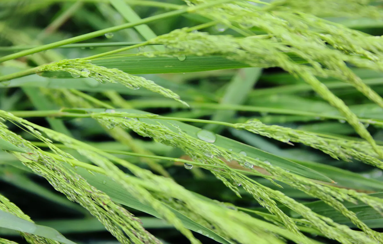Photo wallpaper grass, water, nature