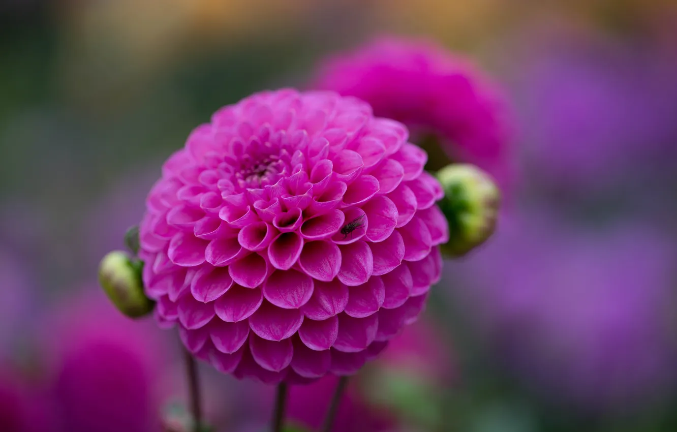 Photo wallpaper flowers, branches, red, buds, flowering, al, flower, branch