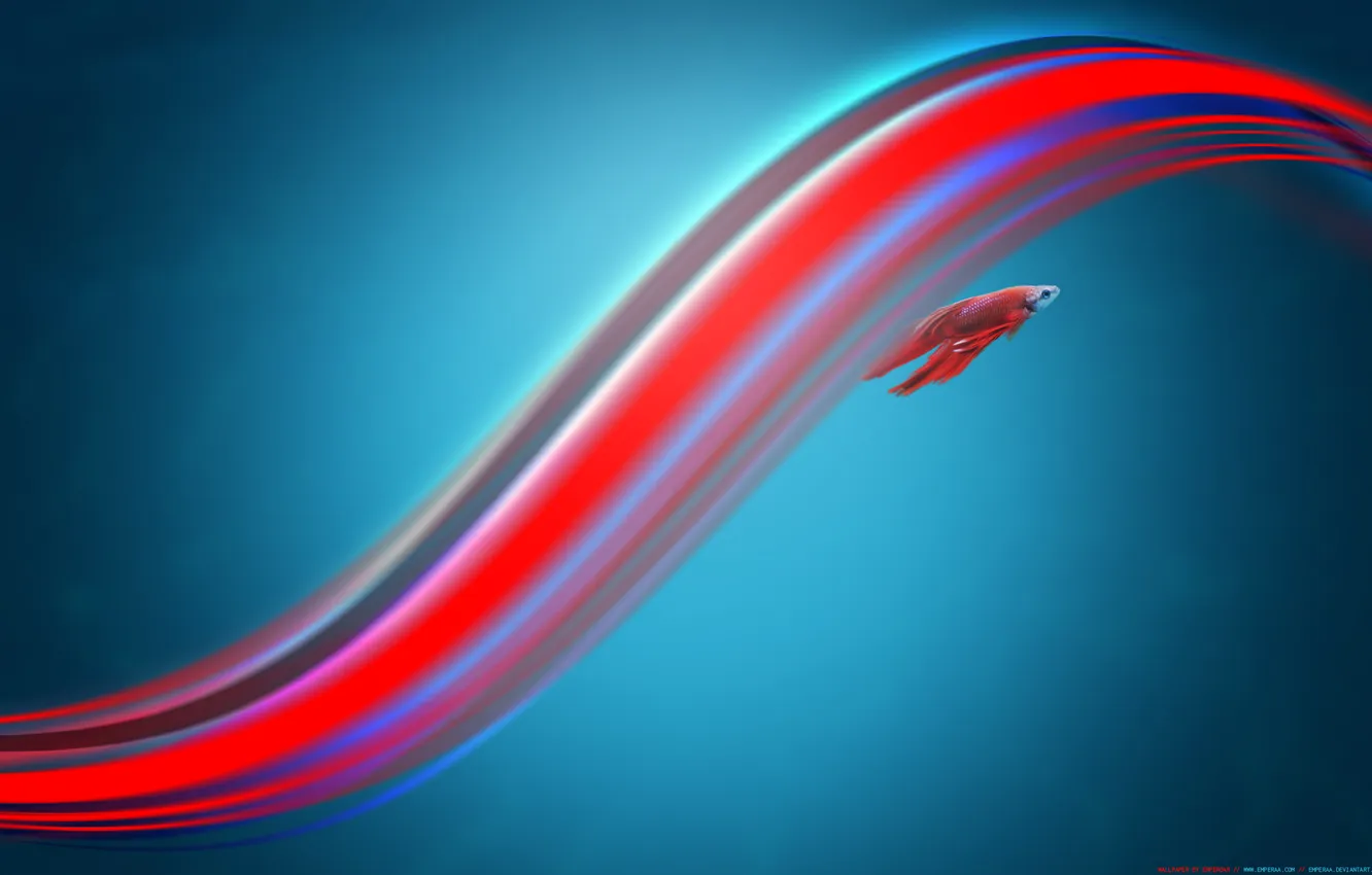 Photo wallpaper fish, strips, windows7, FightingFish