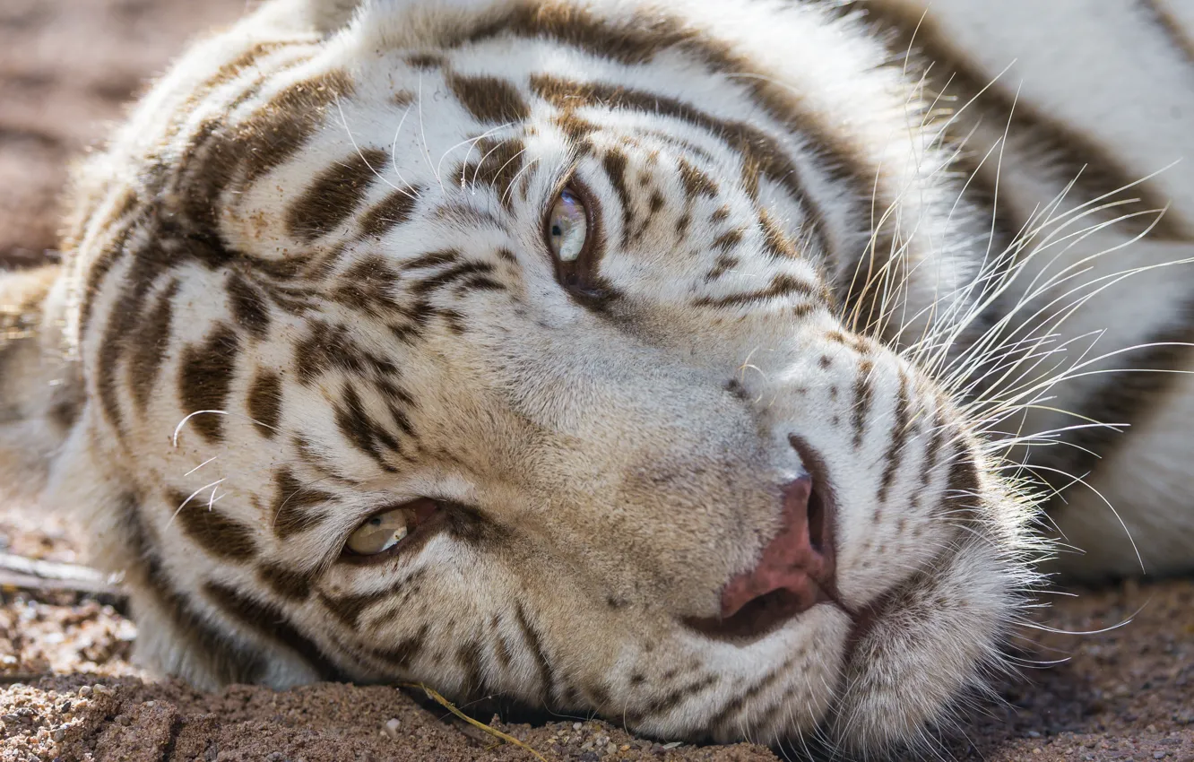 Photo wallpaper cat, look, face, white tiger, ©Tambako The Jaguar