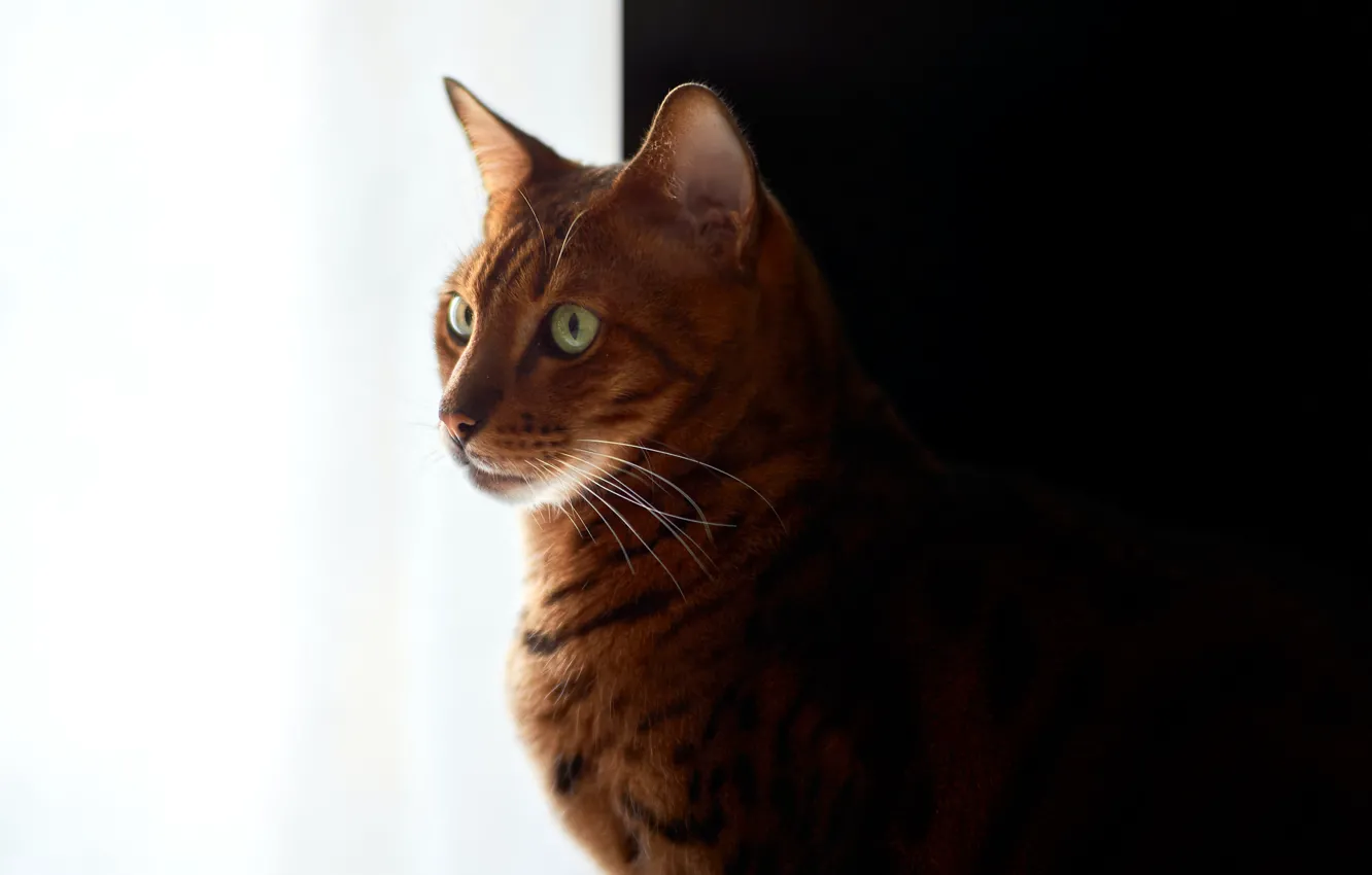 Photo wallpaper black-and-white background, Bengal cat, bengal cat, red cat, David Köhler