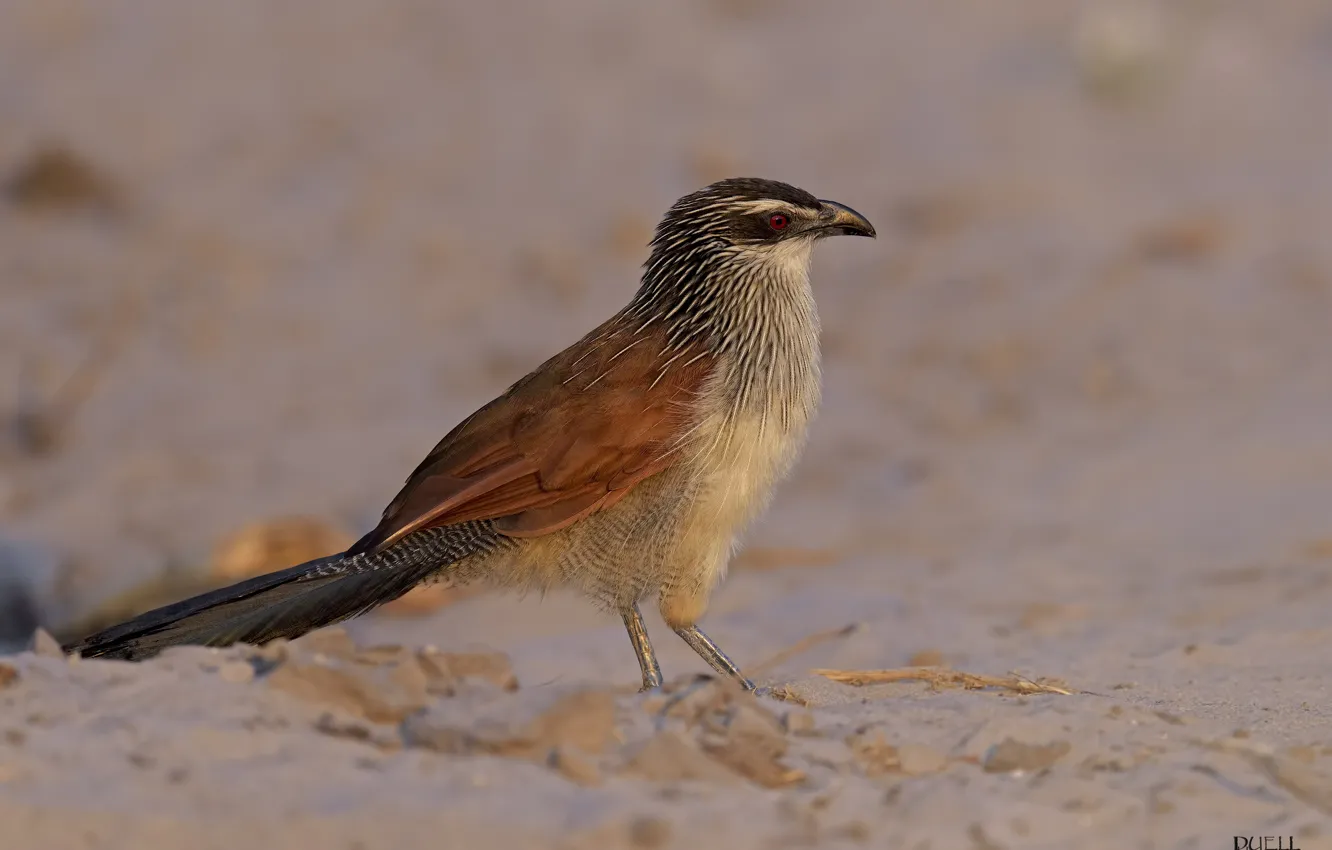 Photo wallpaper nature, bird, DUELL ©