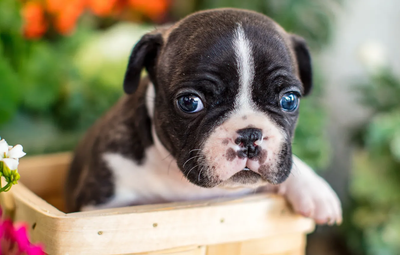 Photo wallpaper look, basket, baby, puppy, face, French bulldog