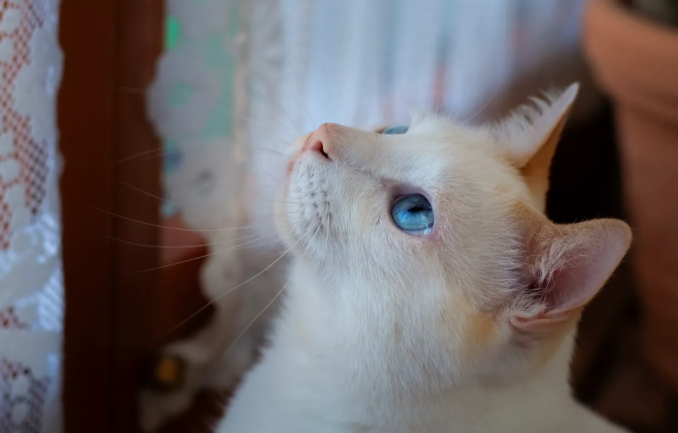 Photo wallpaper cat, cat, look, face, room, portrait, curtains, white