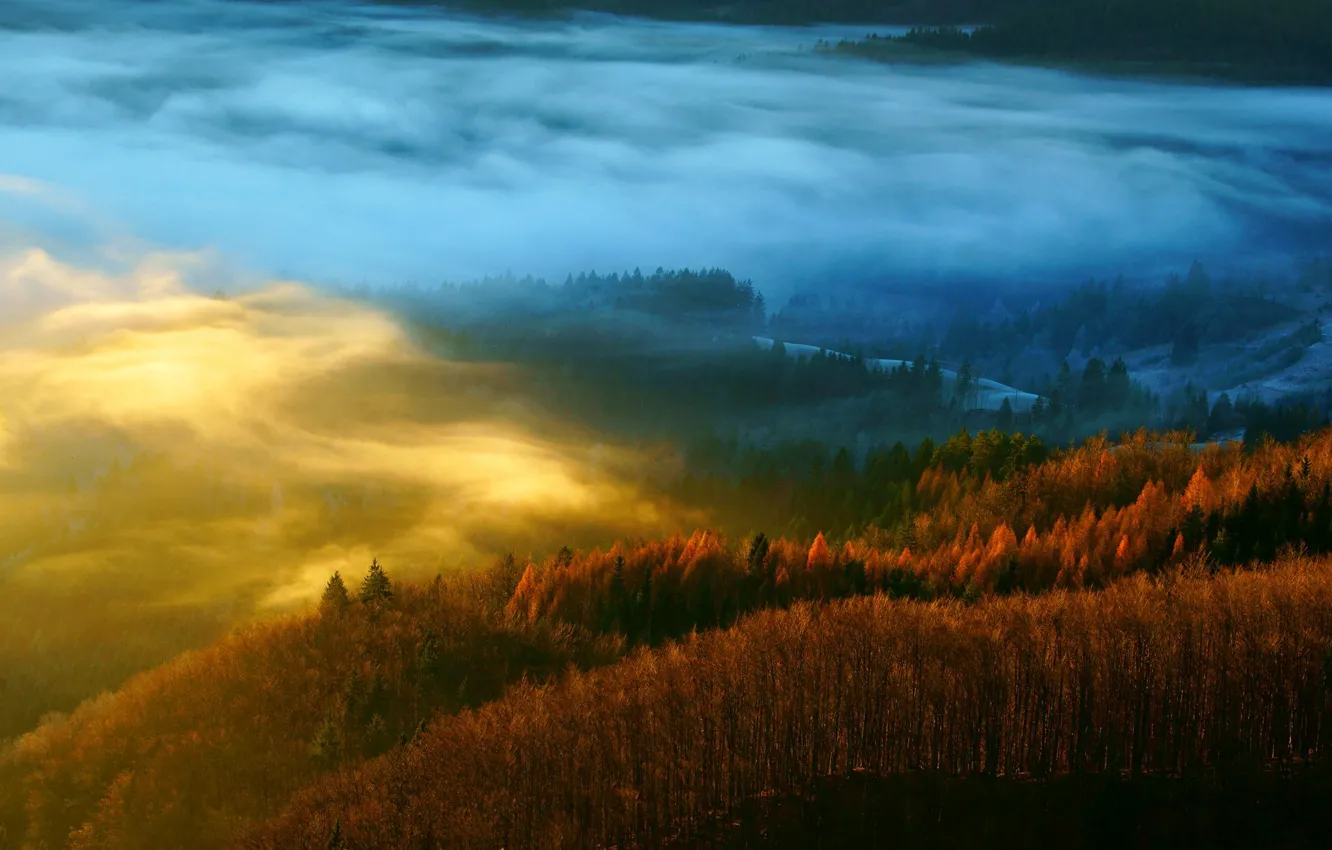 Photo wallpaper autumn, forest, trees, nature, fog, haze