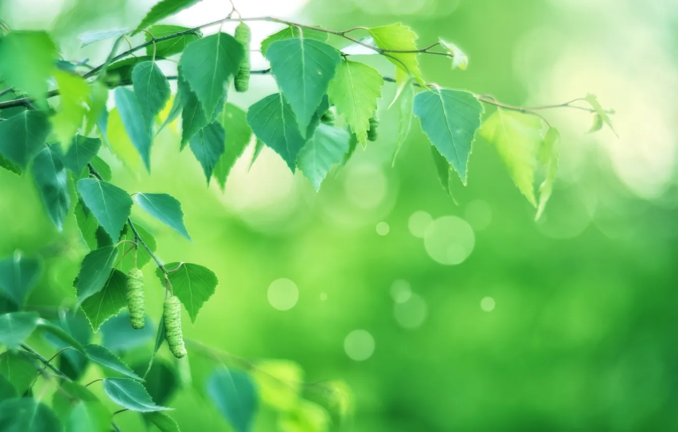 Photo wallpaper leaves, green, sprig, birch