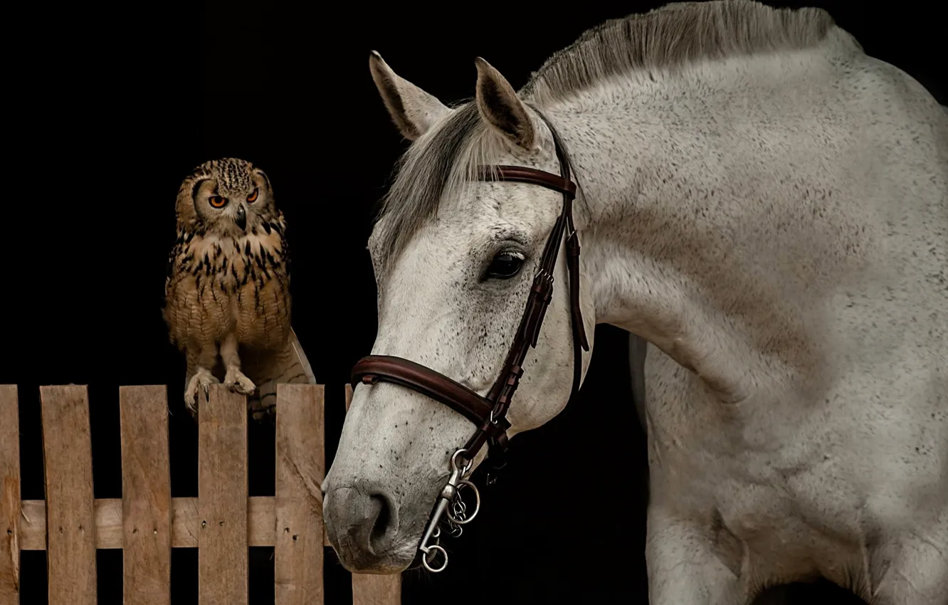 Photo wallpaper face, horse, owl, bird, horse