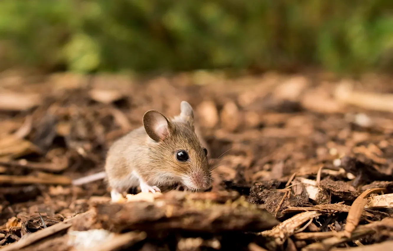 Photo wallpaper macro, nature, mouse