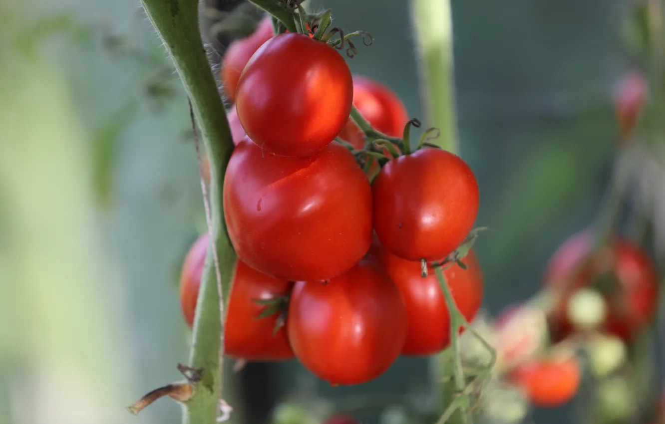 Photo wallpaper red, background, light, tomatoes, juicy