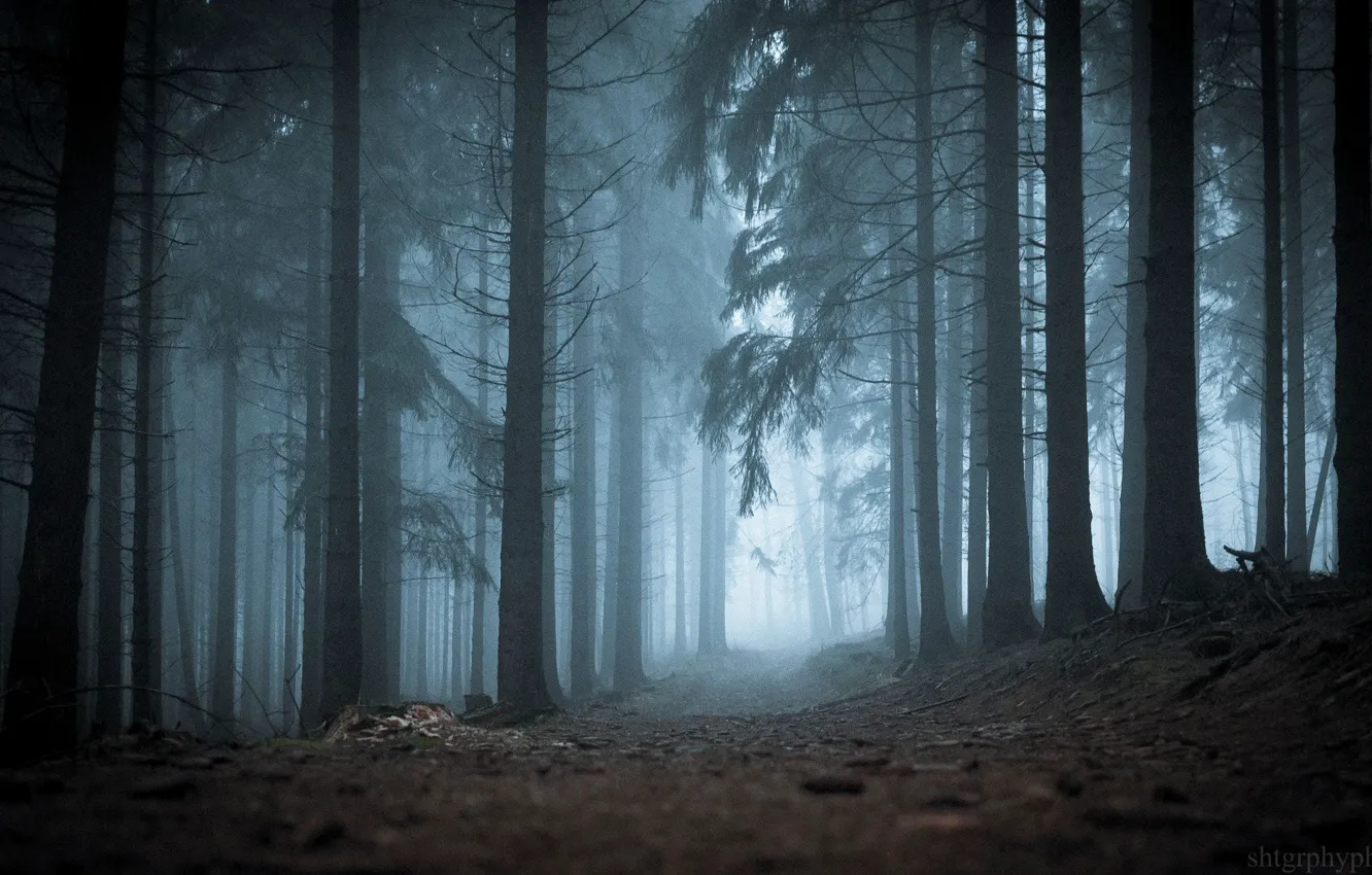 Photo wallpaper forest, trees, nature, fog, twilight