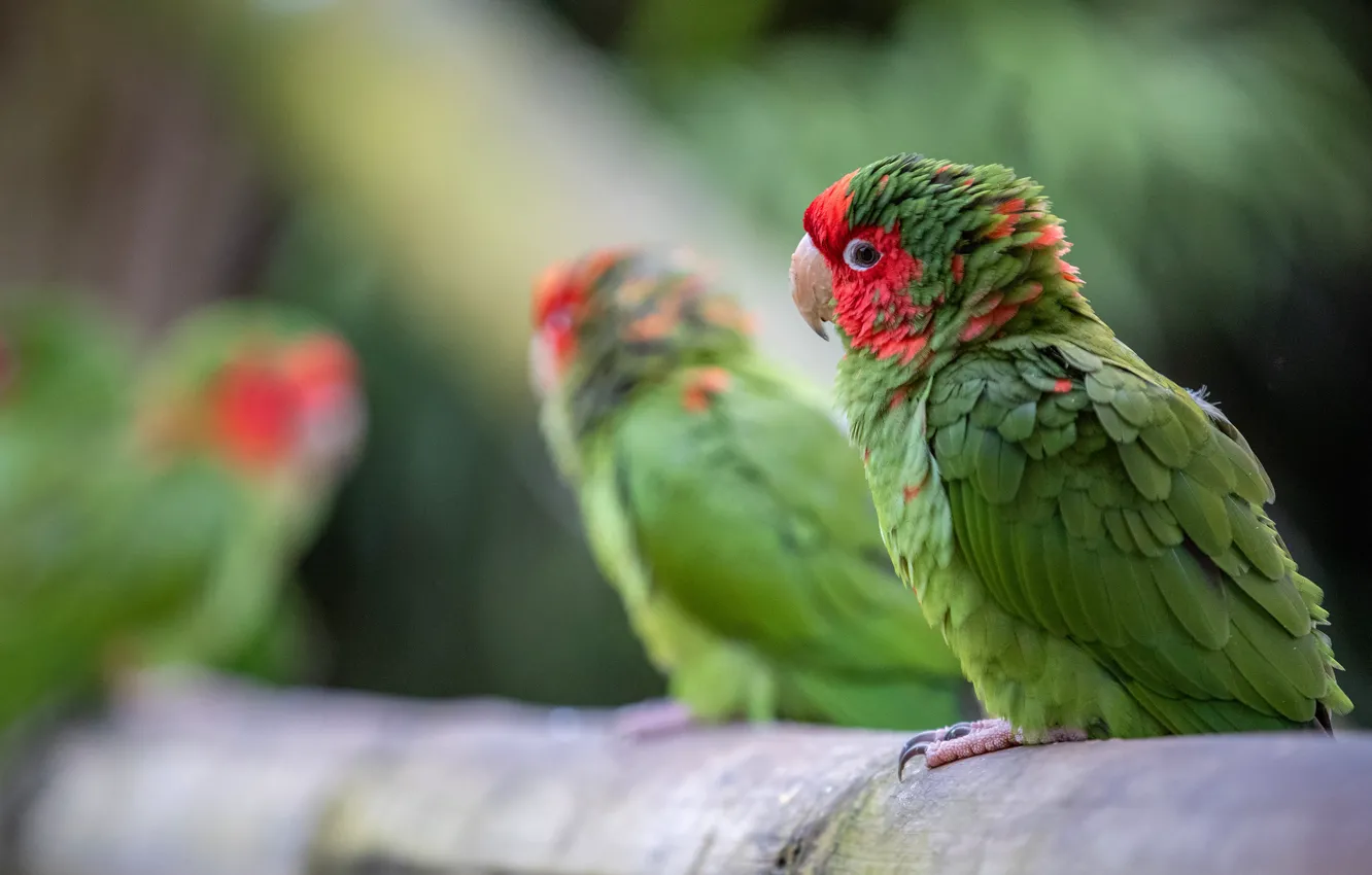 Photo wallpaper birds, green, bird, parrot, parrots, log, bokeh, Amazon