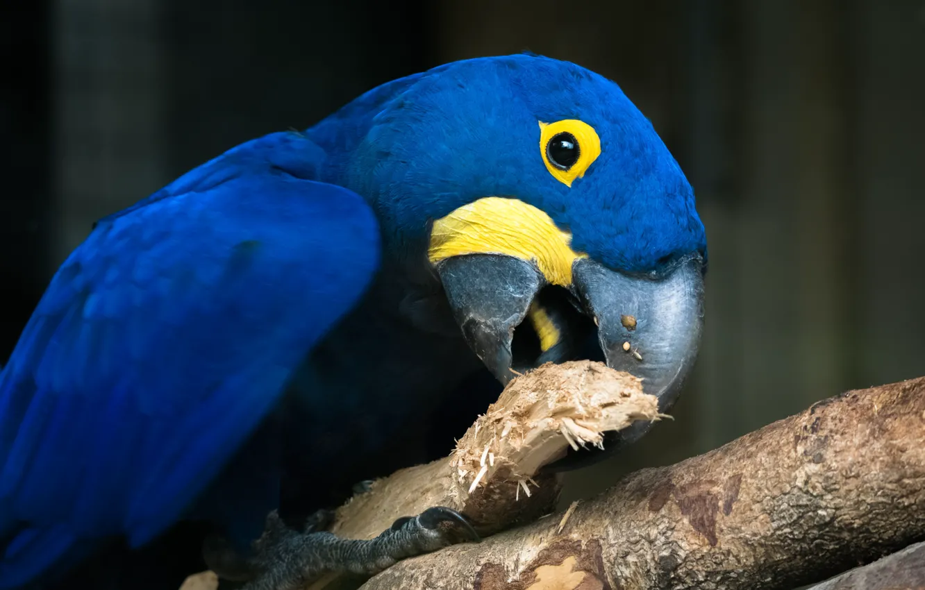 Photo wallpaper blue, bird, parrot, Ara, Hyacinth macaw