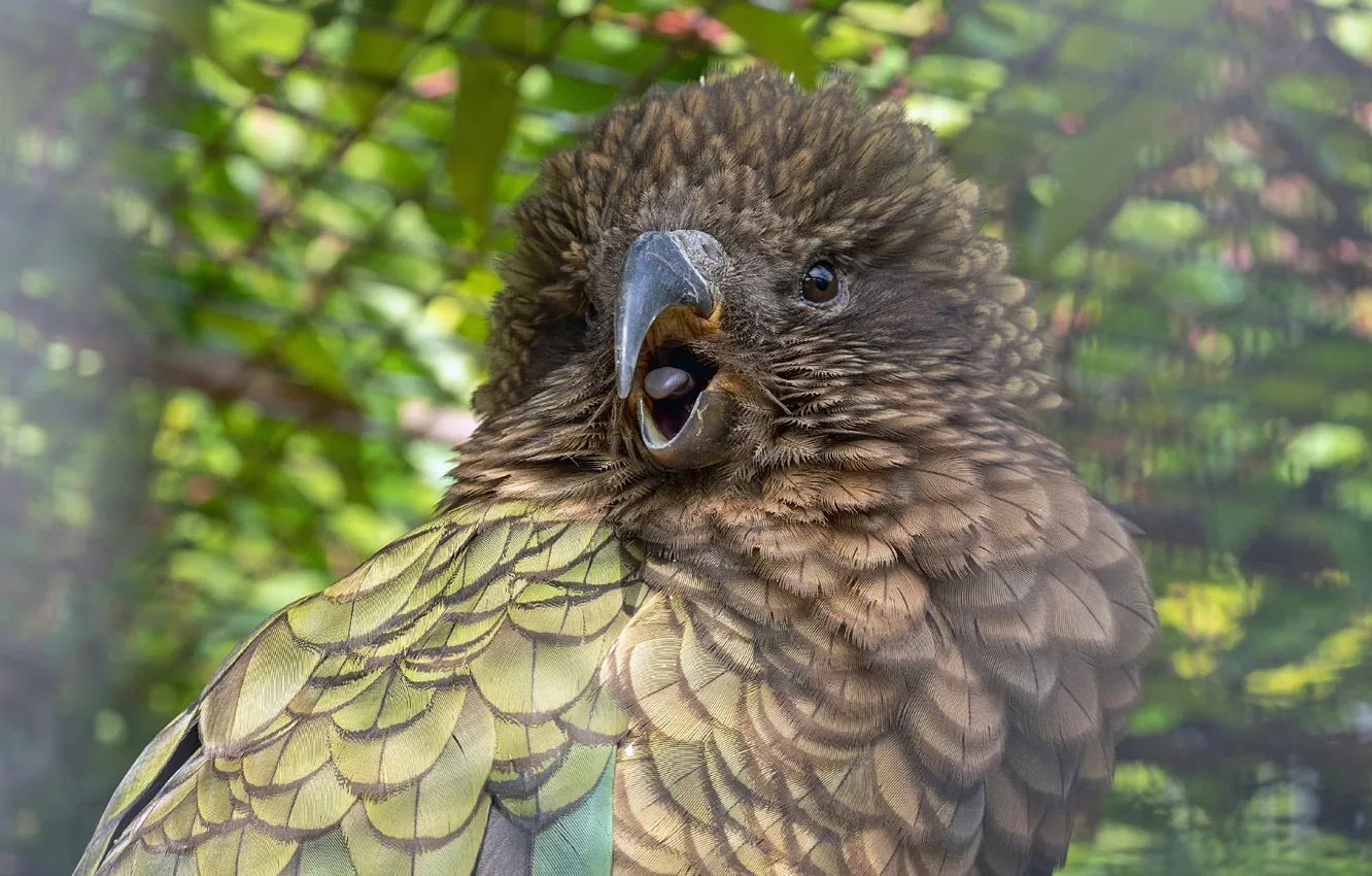 Photo wallpaper bird, portrait, parrot, bird, parrot, portrait