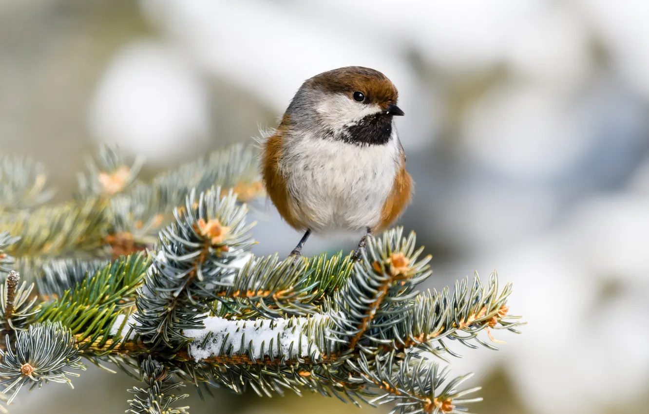 Photo wallpaper branches, background, bird, needles, bokeh, tit