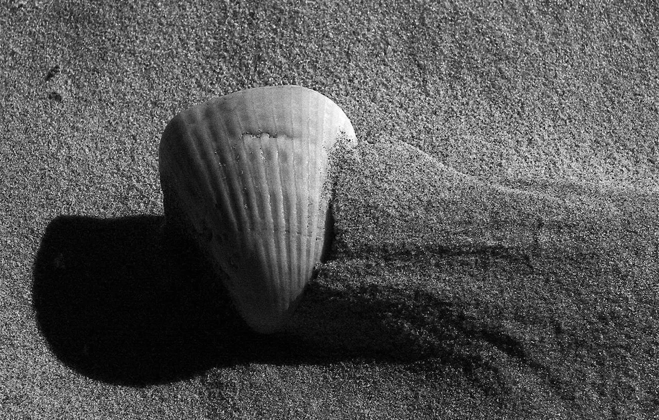Photo wallpaper sand, black and white, shell