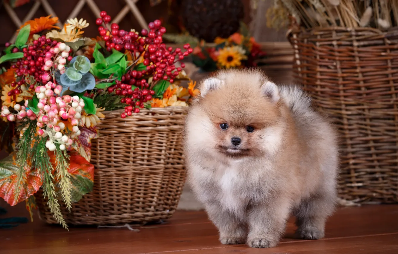 Photo wallpaper basket, cute, puppy, Spitz