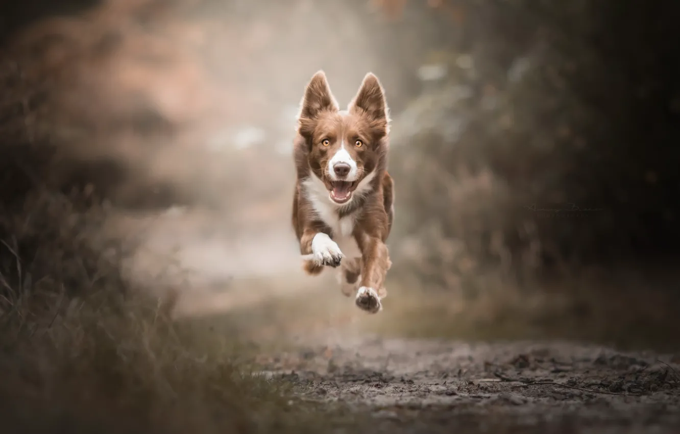 Photo wallpaper each, dog, running