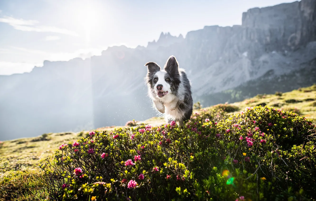Photo wallpaper field, summer, the sky, rays, light, flowers, mountains, nature