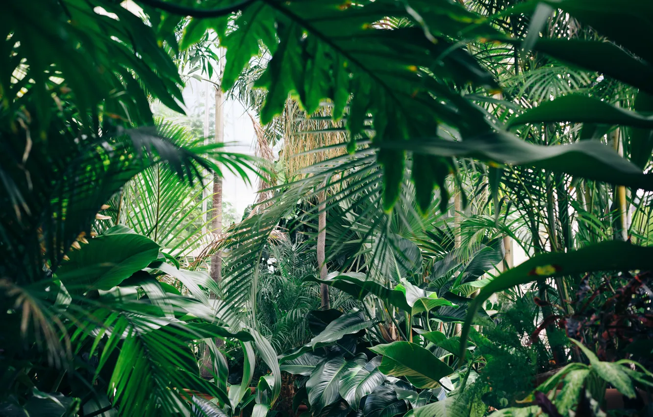 Photo wallpaper forest, tropics, plant, forest, green Wallpaper, greenhouse, plants, tropics